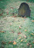 Mj grave_tiny